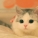 猫肉,功效与作用