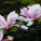 玉兰