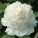 玉芙蓉