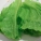 生菜,寄生虫