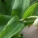 痰火草