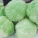 白包菜,绿包菜,区别
