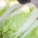 白菜,小黑点