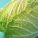 白菜,白菜怎么做好吃