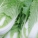白菜,白菜是什么