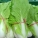 白菜,韭菜