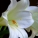 百合花