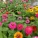 百日菊