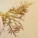 石花菜,石花菜是什么
