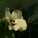 秋葵花,秋葵花的功效和作用