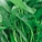 空心菜,空心菜怎么做好吃