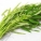 竹叶菜,空心菜,竹叶菜是什么菜