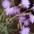 紫花苦菜,黄花苦菜