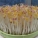 绿豆芽,绿豆芽怎么发