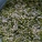 绿豆芽,绿豆芽是凉性还是热性