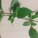 罗勒,薄荷,区别