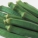 羊角豆,热性,寒性