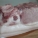 肥肉,热量