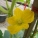 节瓜,节瓜的介绍