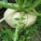 芜菁