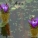 芡