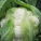 花椰菜,花椰菜怎么洗