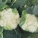花菜,花菜可以生吃吗