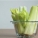 芹菜,毛芹菜,区别