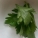 芹菜叶,降血压