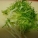 苦菊,凉拌