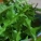 苦菜,如何挑选苦菜
