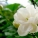 茉莉花
