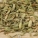 茴香,茴香不能和什么一起吃