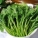 茼蒿,皇帝菜