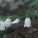 荠苨