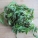 荠菜,荠菜可以泡水喝吗