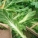 荠菜,荠菜苦还能吃吗