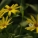菊芋