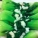 菜心,菜心怎么做好吃
