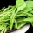 菠菜,热量
