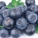 蓝莓,营养价值