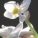 血叶兰