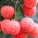 补阳,蔬果