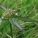 长节耳草