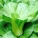 青菜,凉性,热性