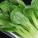 青菜,热量