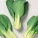 青菜,青菜怎么炒好吃