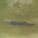 青鱼,食用禁忌