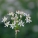 韭菜花,腌制方法