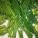 韭菜花,营养价值
